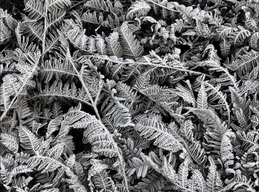 Wandbild Frost Leaf