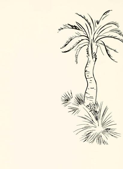 Tapete Lighthouse Palm - Pentle