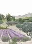 15396_08_Isidore_Leroy_Provence_6266717-181626