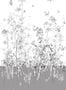 4478_6_edmont_petit_fenouil_sauvage_rm108-02_gris-53918