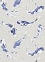 7716_3_Harlequin_Koi_110902-101284