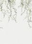 9475_1_Sandberg_Aralia_640-04-93906