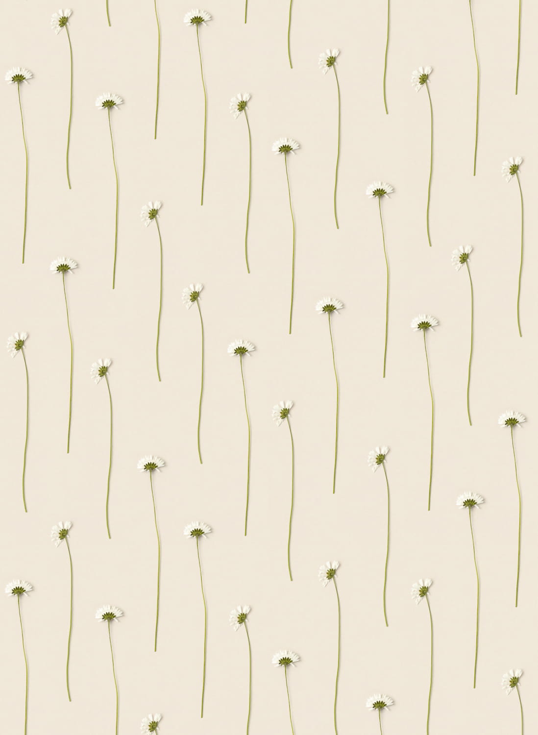 Tapete Daisies/ Madeliefjes - Original