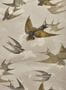 3663_3_john-derian_chimney-swallows_pjd6003-03-30264