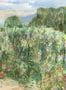 15290_02_Isidore_Leroy_Roses_tremieres_6262904_-182172