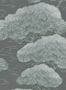 2197_4_little_green_20th_century_papers_pines-24467