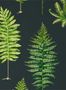 5173_2_sanderson_fernery_216634-54543