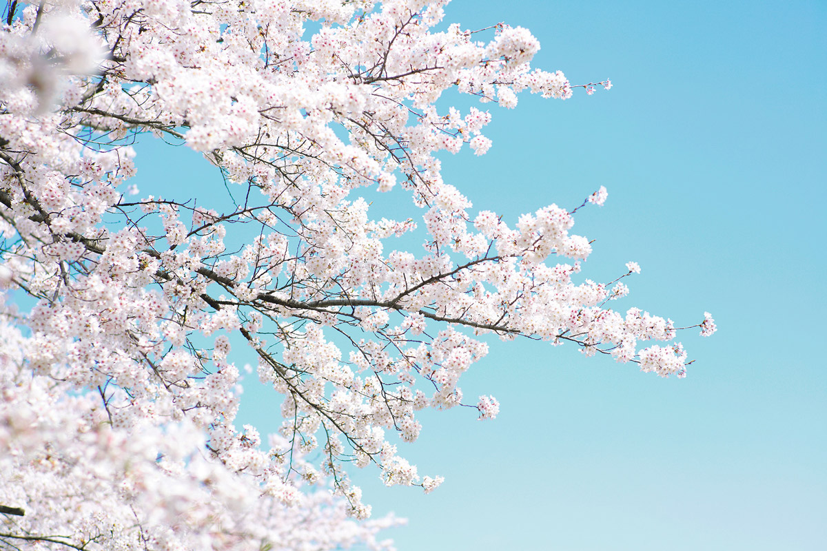 Wandbild Cherry Tree
