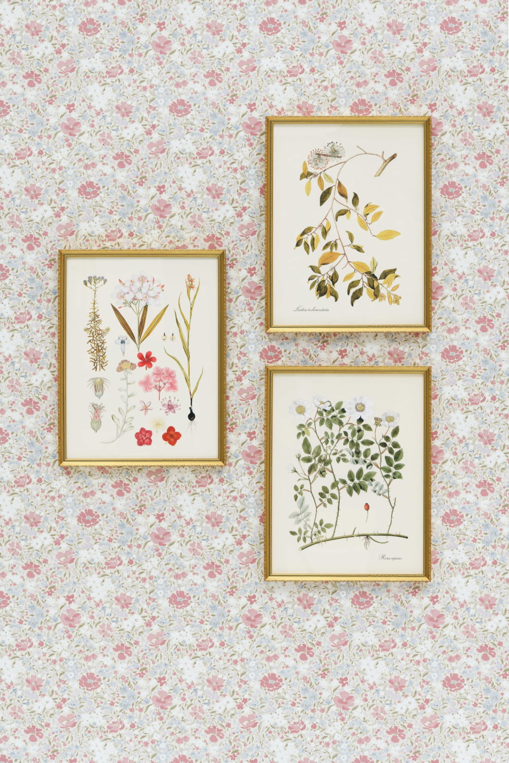 Tapete Fleurettes - Pompadour