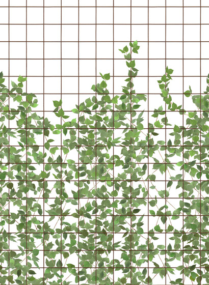 Wandbild Climbing Clorofyl - Verdant