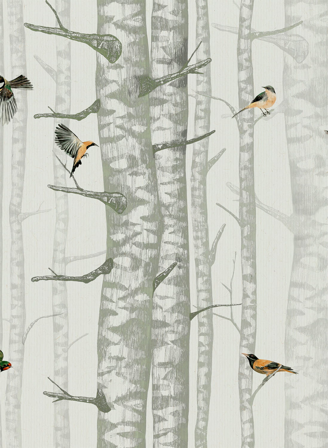 Tapete Birch Trees - Silvester