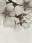9129_1_Coordonne_Big-Random-Flora_6800413-75355