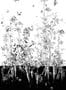 4477_3_edmont_petit_fenouil_sauvage_rm107-01_blanc_et_noir-53894