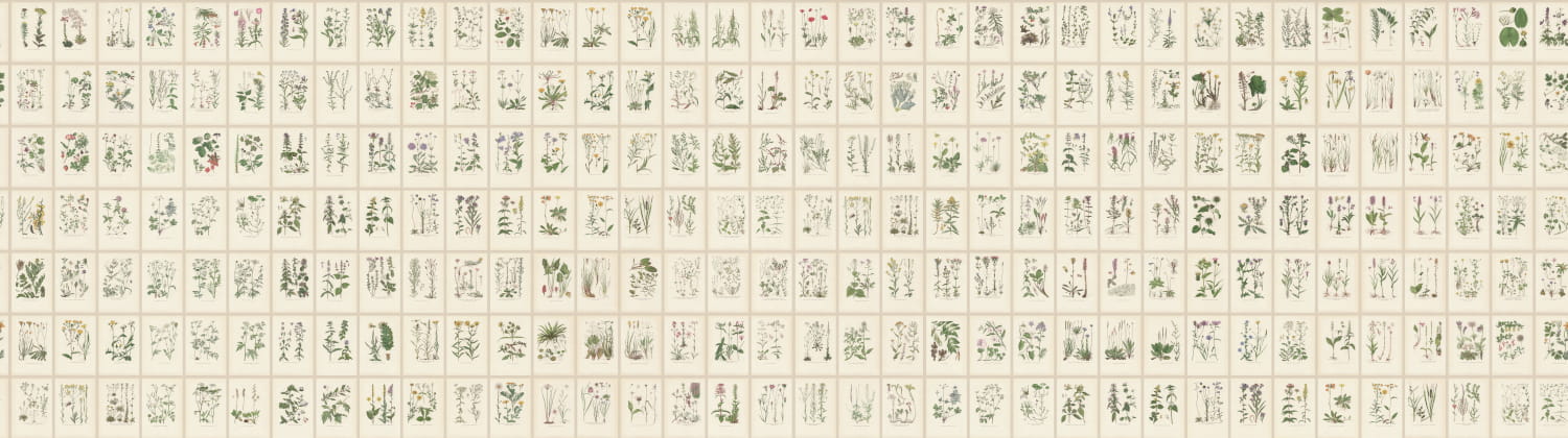 Wandbild Botanica - Oat
