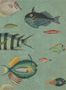 3443_1_mindthegap_poissons_wp20181-29529