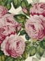 3661_2_john-derian_the-rose_pjd6002-02-30252