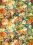 5906_1_Sanderson_Tapete_Very_Rose_and_Peoney_217027-72863