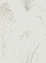 3681_3_sanderson_farne-grasses_216488-30351