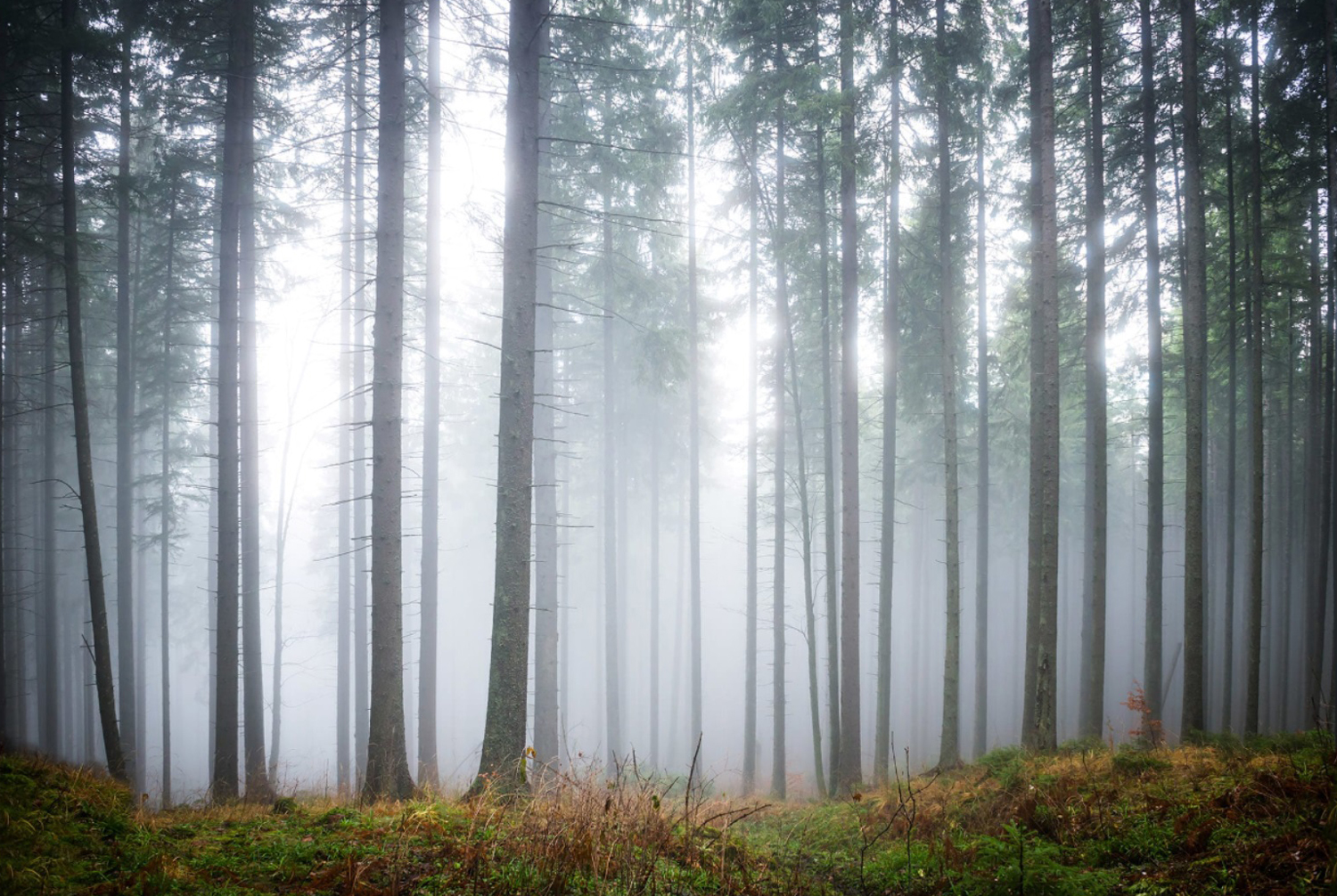 Wandbild Forest Glade