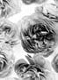 5300_2a_rebel_walls_summer_wind_r13092-55428