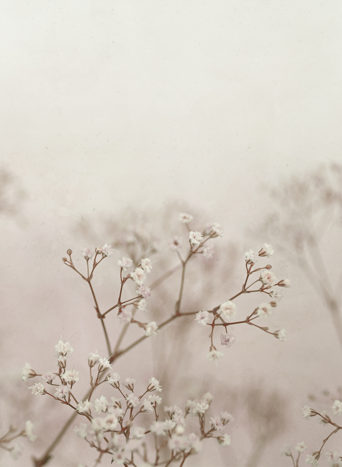 Wandbild Julia - Blush