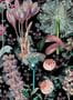 4136_1_mindthegap_garden-of-eden_wp20324-31986