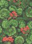 5701_2_cole-and-son_geranium_117-111033-59193