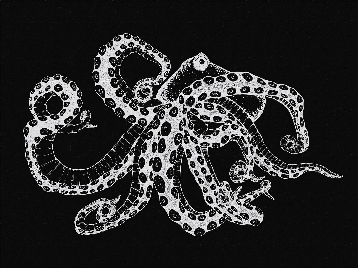 Wandbild Octopus X-Ray - Black