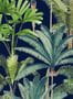 4115_1_mindthegap_palmeras_wp20362-31932