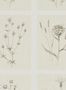 3678_1_sanderson_little-thistles_216511-30335