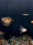 8512_1_Coordonne_Wandbild_Deep_Ocean_9500500-70064