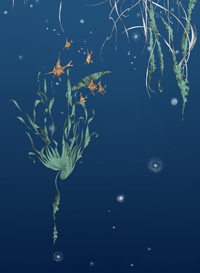 Tapete Nautilus/Méduses/Nénuphars - Marine - Nénuphars droit - Marine