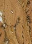 17559_07_Osborne_and_Little_Kanoko_Cork_W7820-10-154407