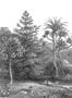 2920_1_rebel_walls_jungle_land_r14612-27450