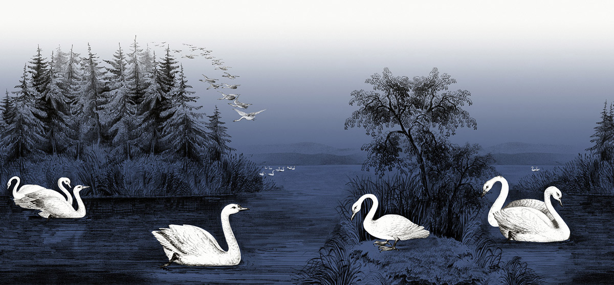 Wandbild Swan Lake - Nightfall