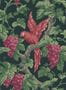 5411_4_cole-and-son_woodvale-orchard_116-5020-55854