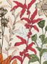 15047_4_Nobilis_Petals_and_Berries_MHP93-115329
