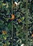5580_2_MindTheGap_Wildlife-of-Papua_WP20527-94176