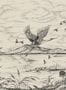 14699_2_Coordonne_Herons_Poetry_B00156N-117016