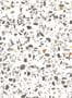 4645_3_isidore_leroy_terrazzo_neutre_6241303-57945