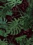 18705_03_Edmond_Petit_Dentelle_Vegetale_RM159-003-188326