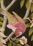 7773_1_Liberty_Silk_Tree_07292204E-108068