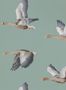 4081_3_sanderson_elysian-geese_216610-31785