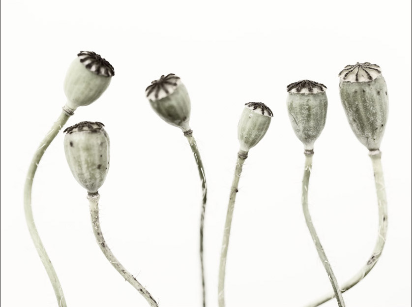 Wandbild Simple Seedpod