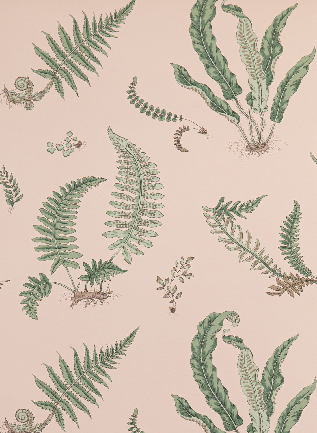 Tapete Ferns - Blush