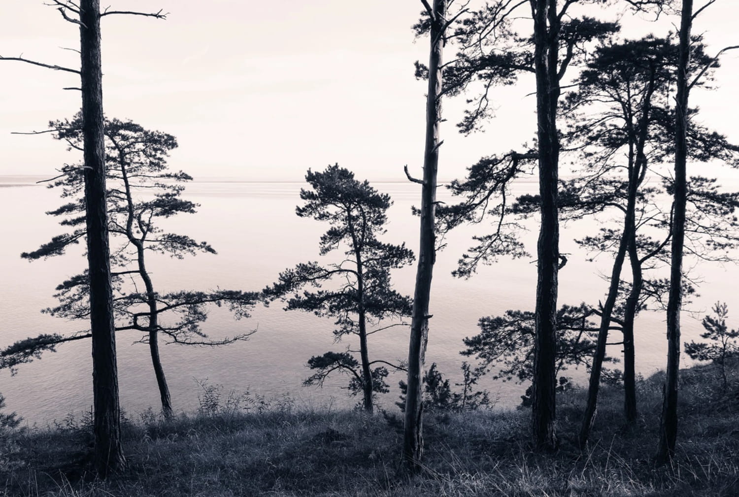 Wandbild Old Pine Trees