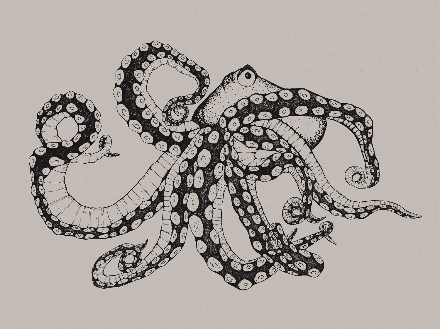 Wandbild Octopus X-Ray - Ink