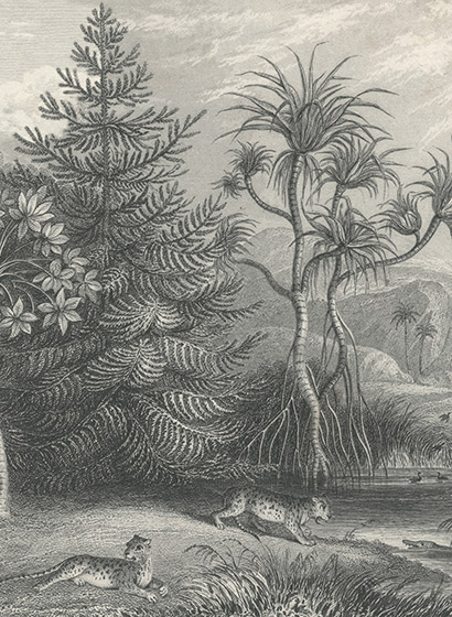 Tapete Jungle Land Vintage - Teil A