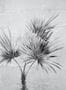 4602_1_eijffinger_palm_391567-54207