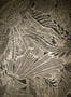 8603_1_Arte-Tapete-Symbiosis-85562-70751